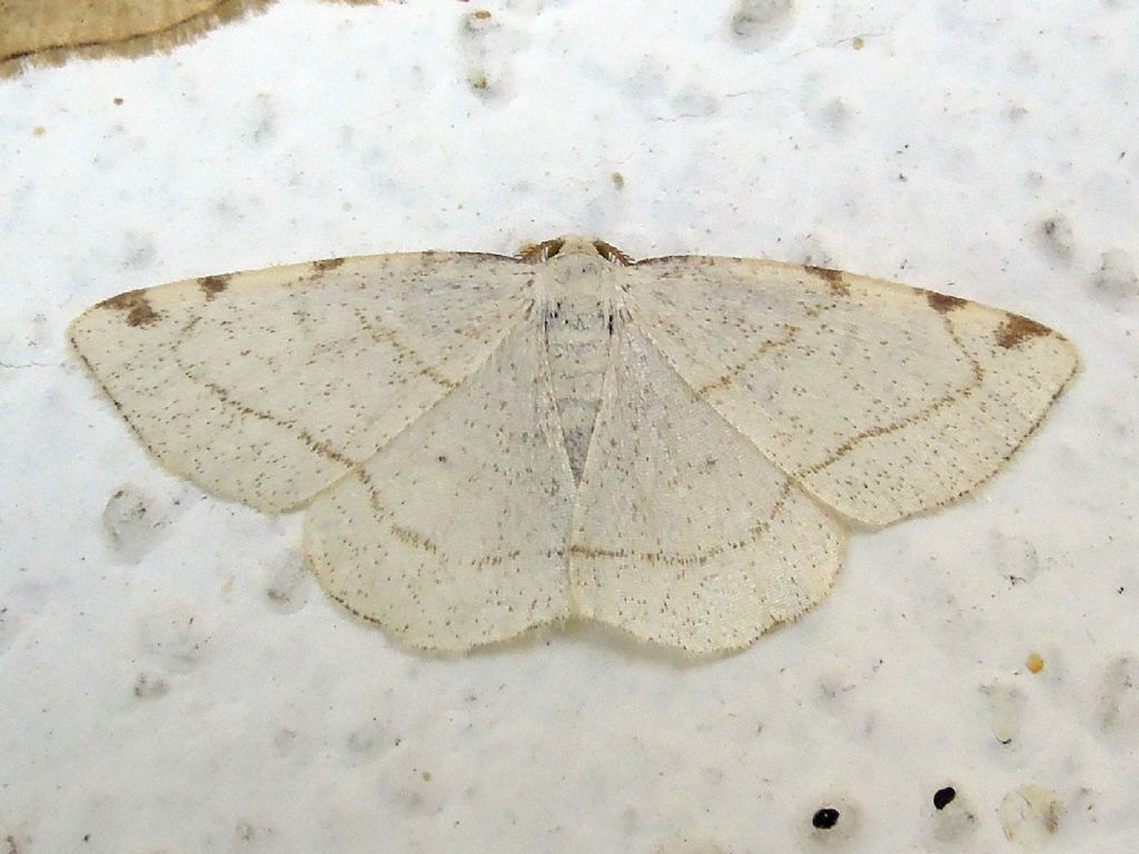 Stegania trimaculata (Geometridae)